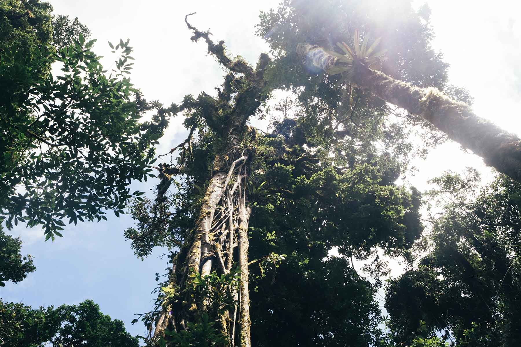 Monteverde Nebelwald Costa Rica