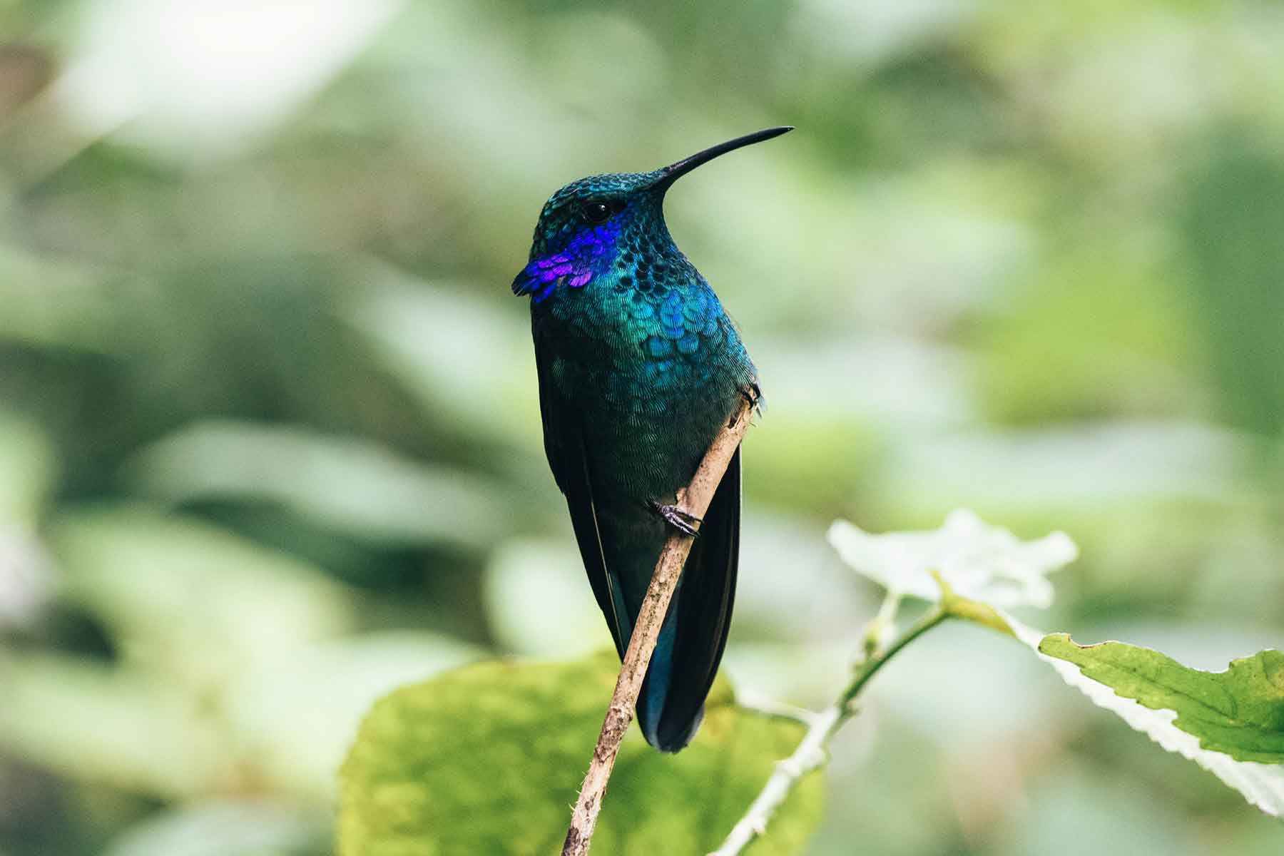 Kolibri Monteverde Costa Rica