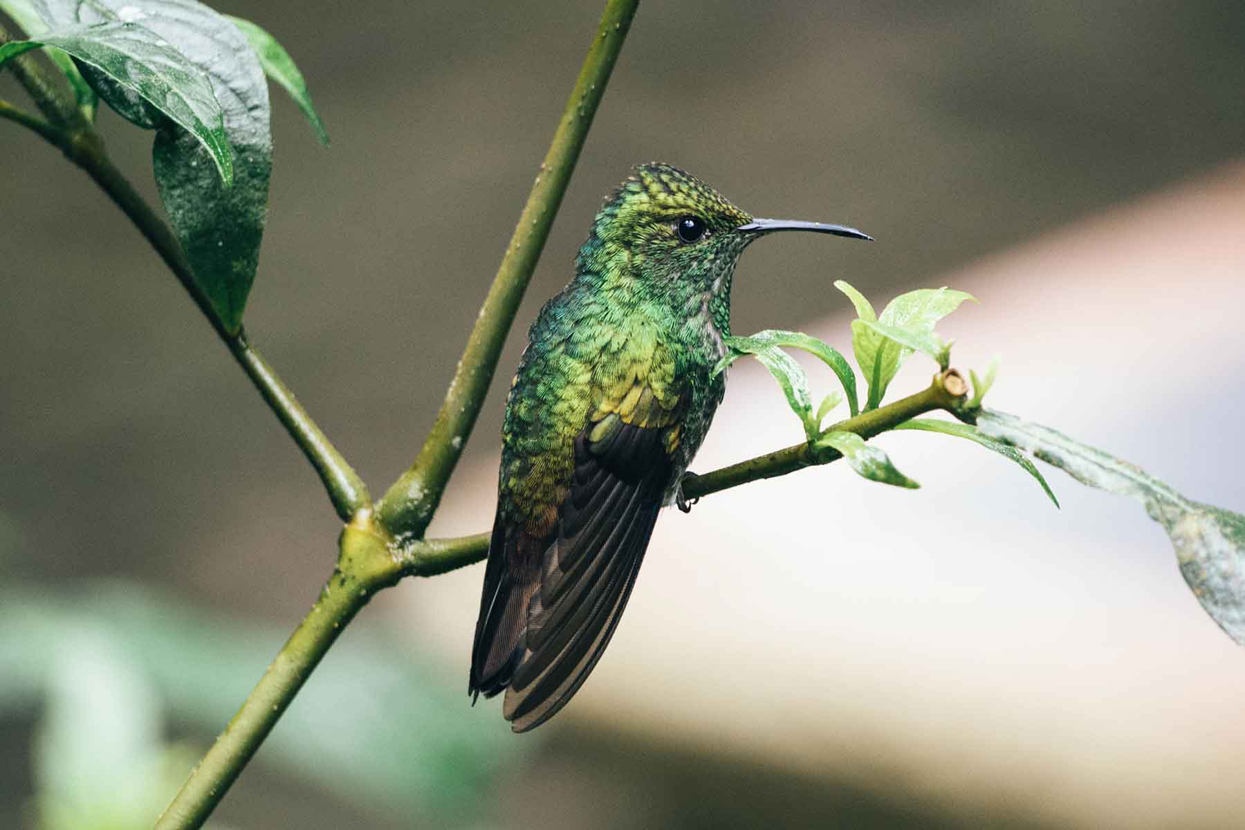 Kolibri Monteverde Costa Rica
