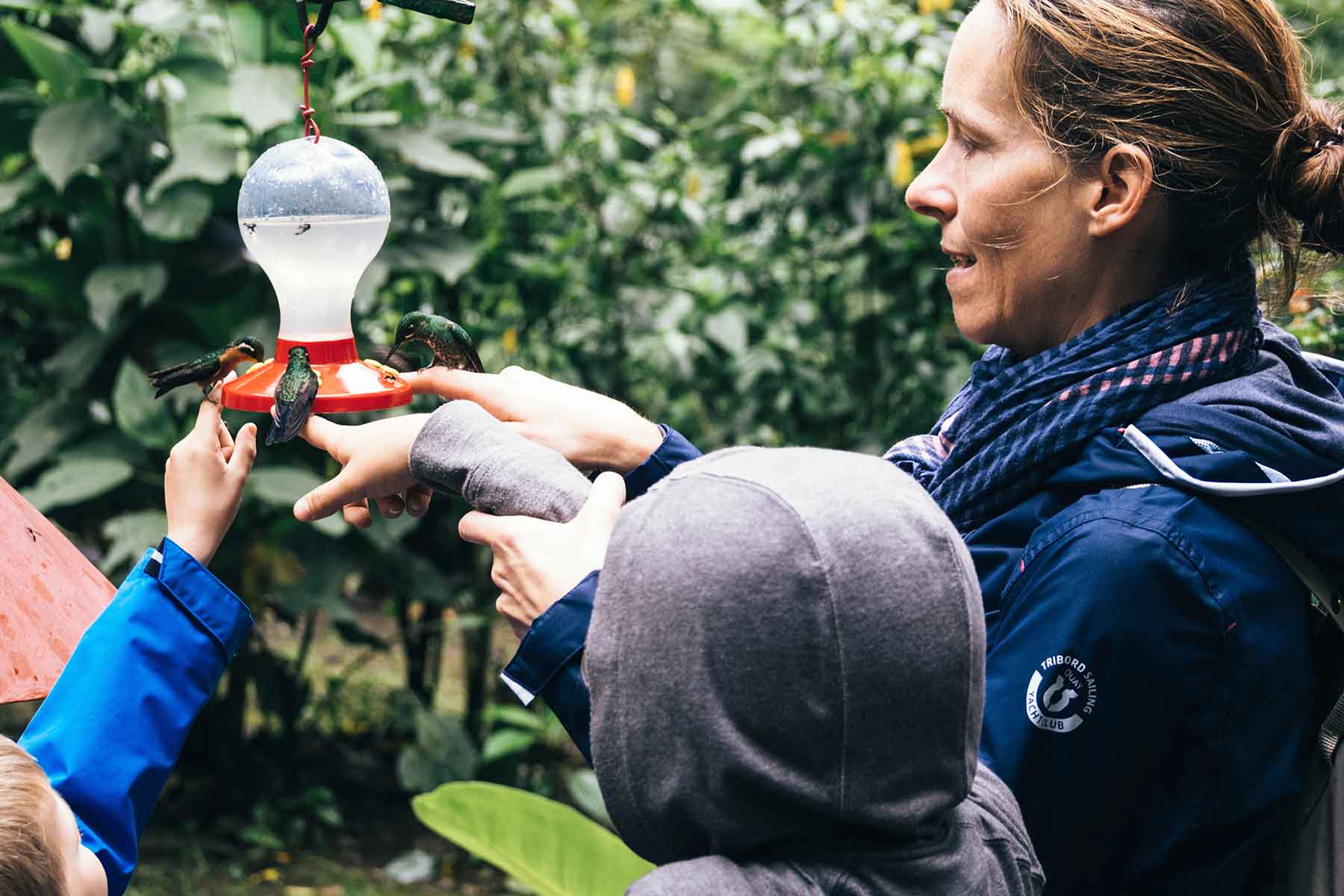 Kolibri Monteverde Costa Rica