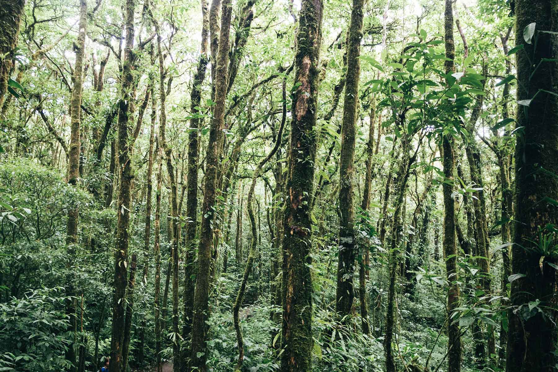 Monteverde Nebelwald Costa Rica
