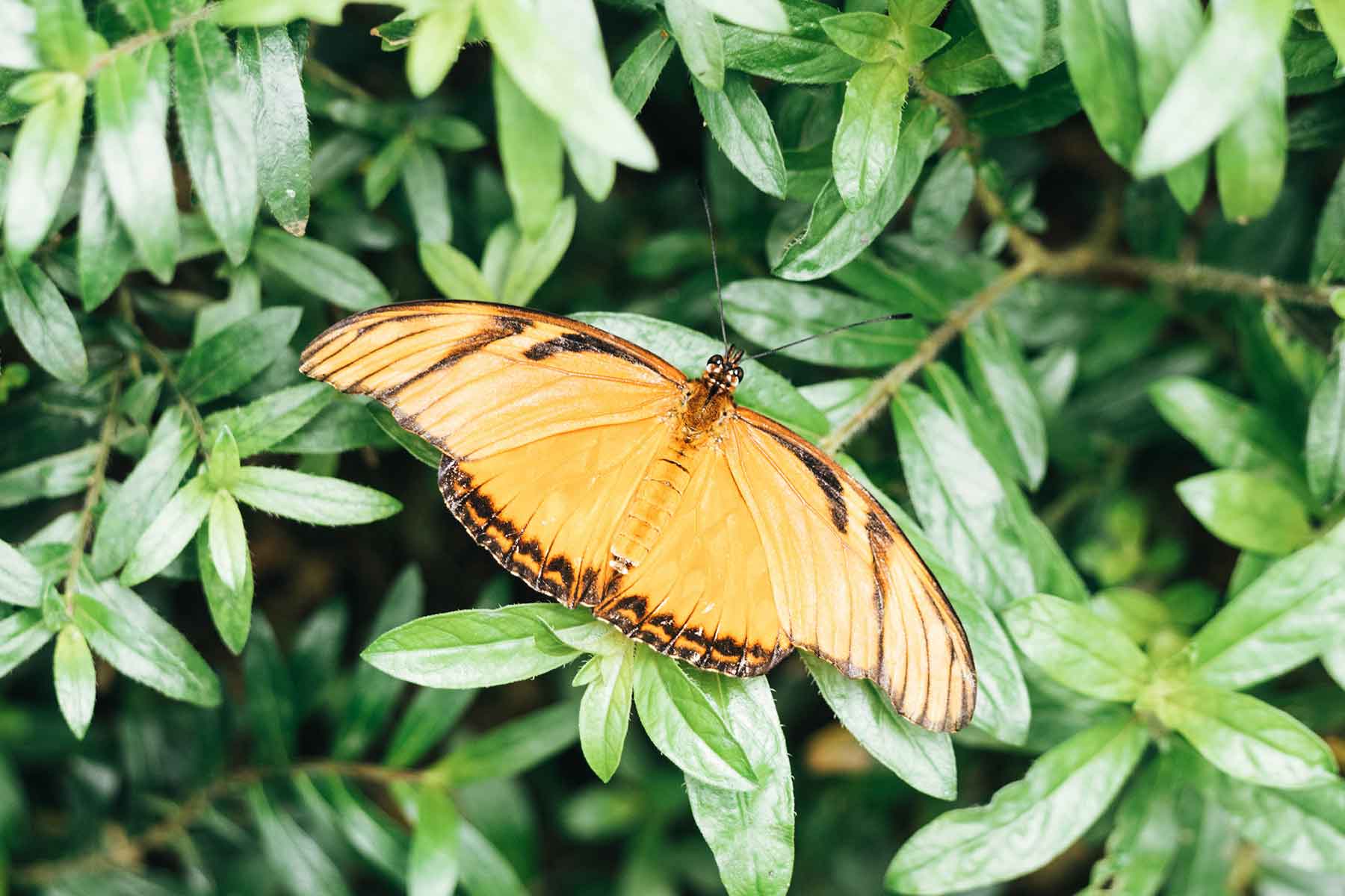 Schmetterlinge Monteverde Costa Rica