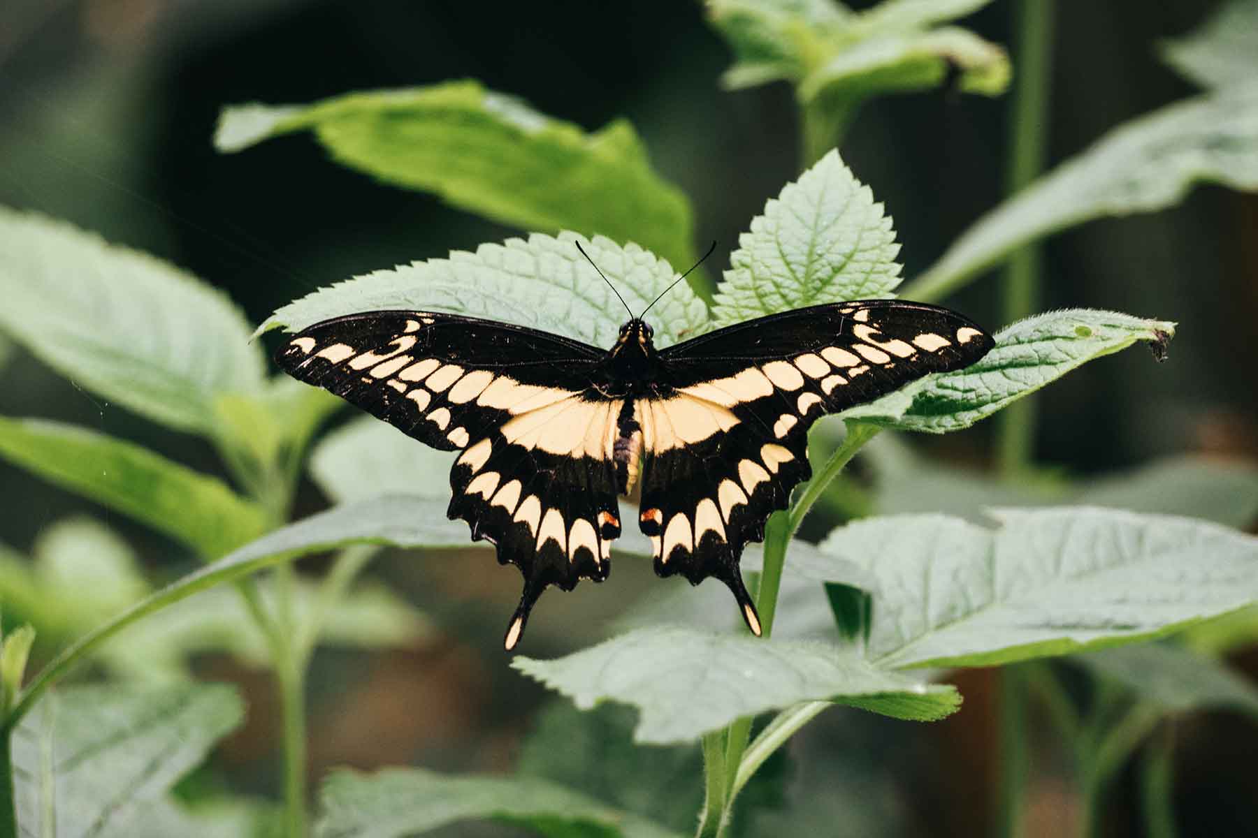 Monteverde Nebelwald Costa Rica