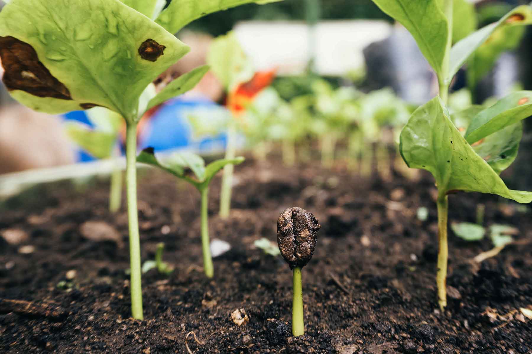 Coffee Tour Don Juan Monteverde Costa Rica