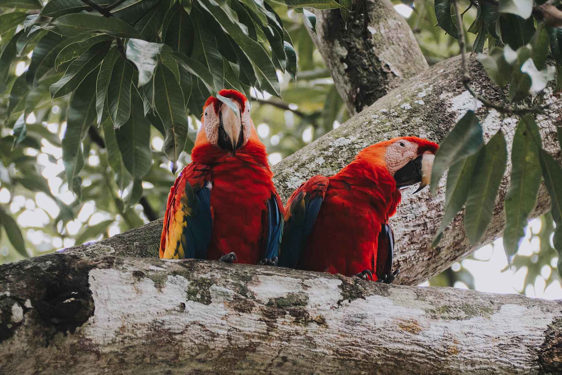 Tamarindo Costa Rica