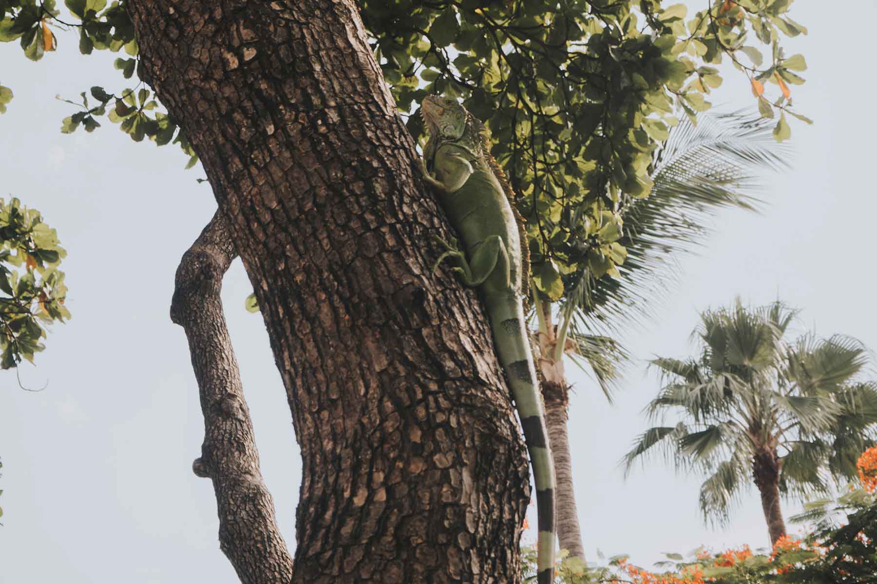 Tamarindo Costa Rica