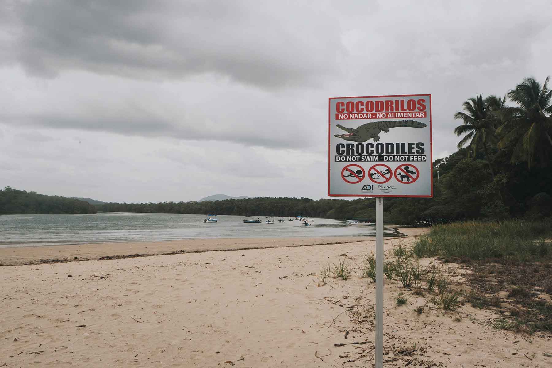 Krokodile in Tamarindo