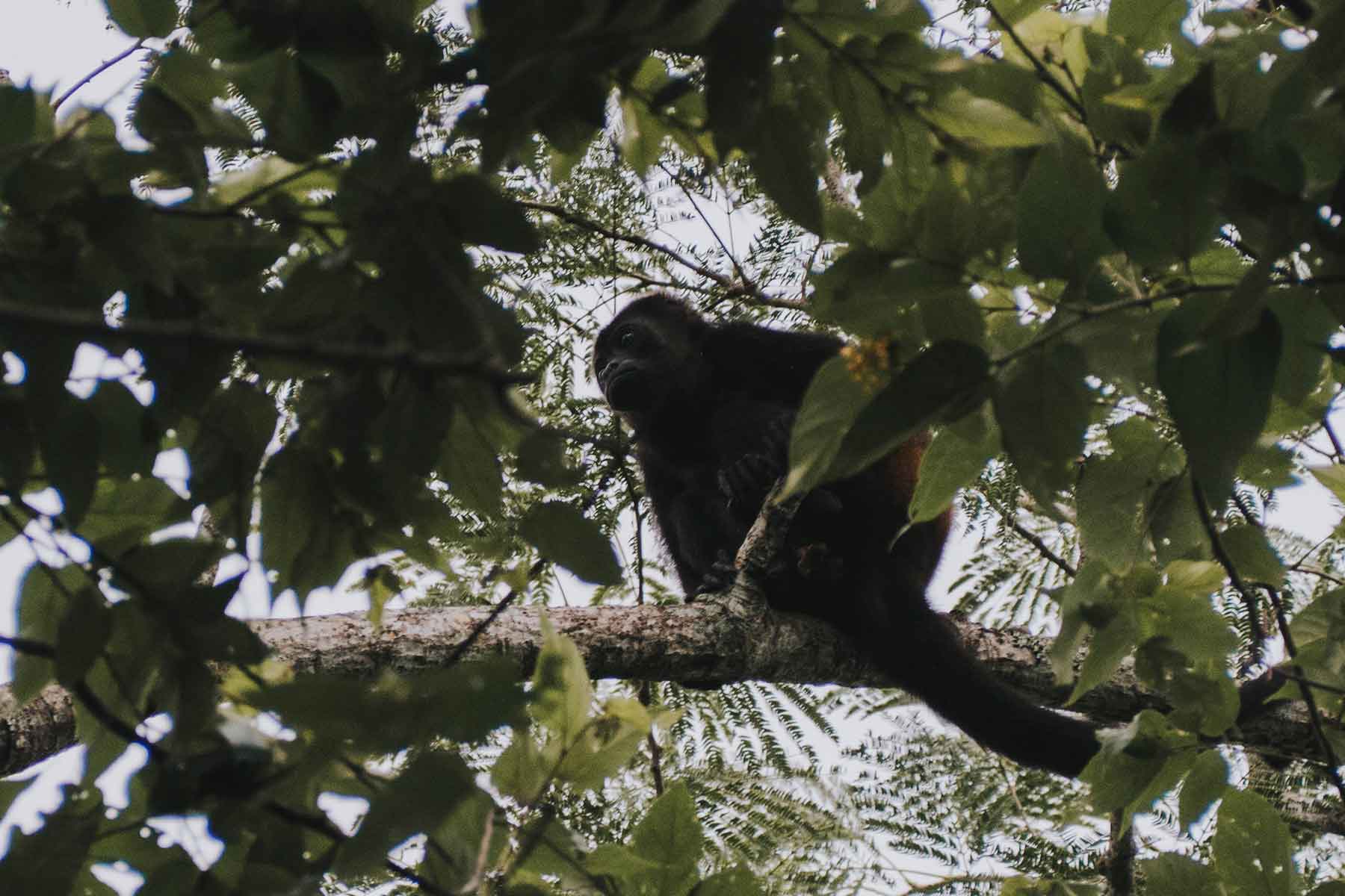 Mangroven Tamarindo Costa Rica
