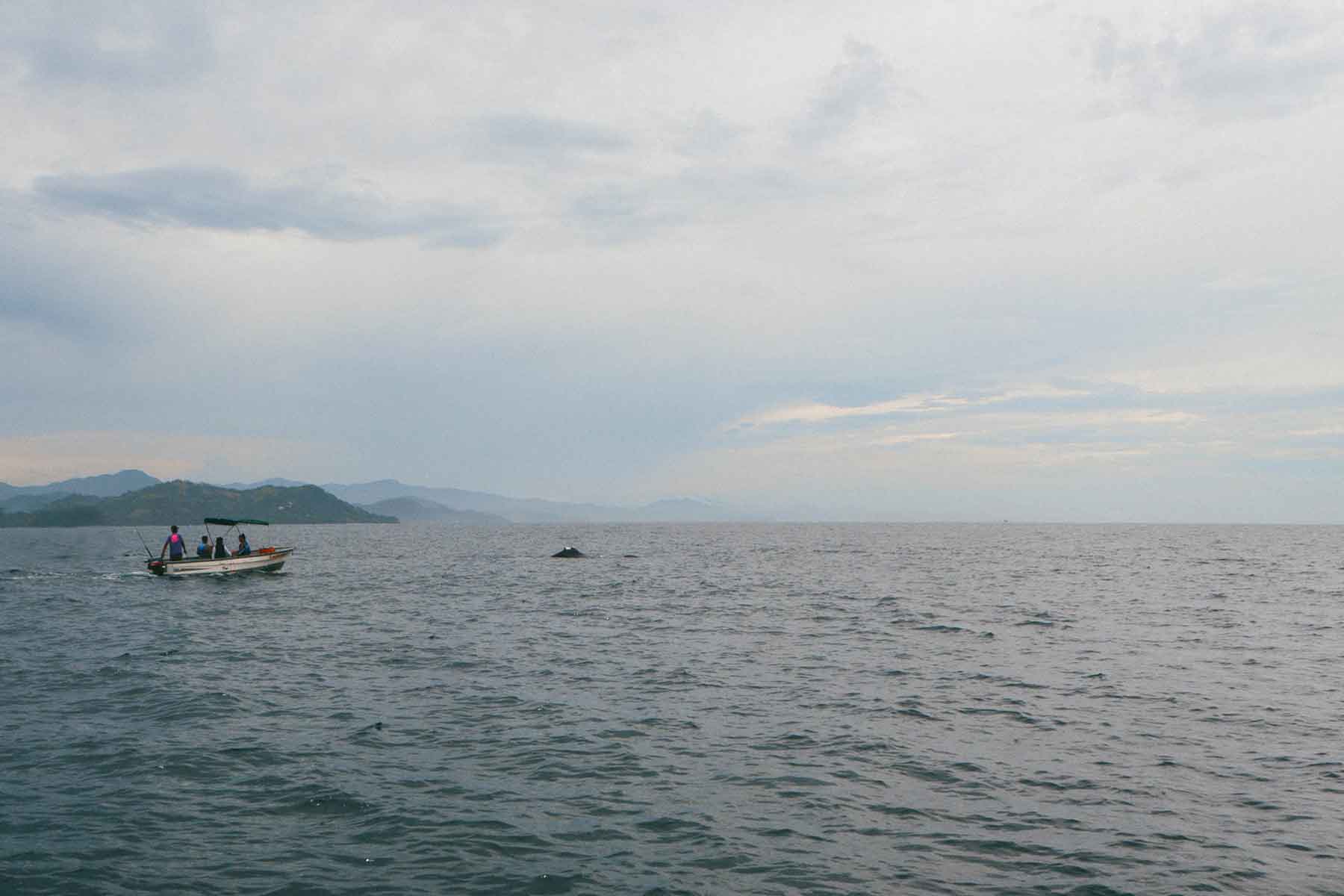 Buckelwal Samara Costa Rica