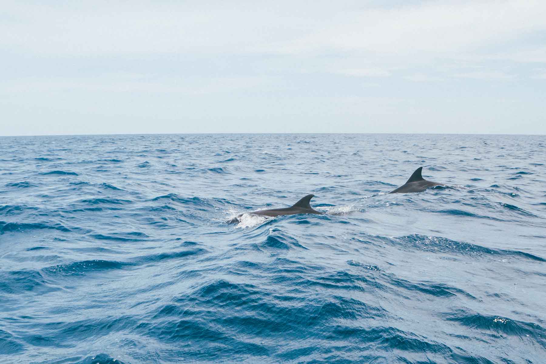 Samara Delfine Costa Rica
