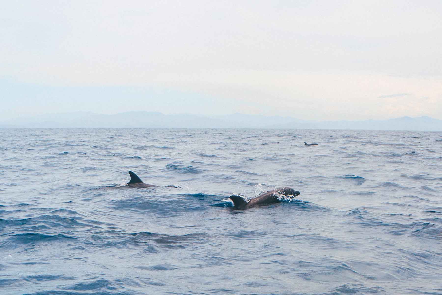 Delfin Samara Costa Rica