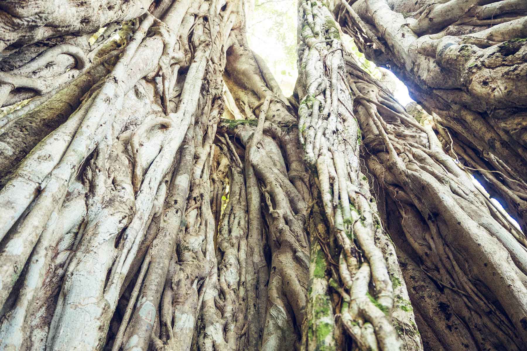 Santa Teresa Costa Rica