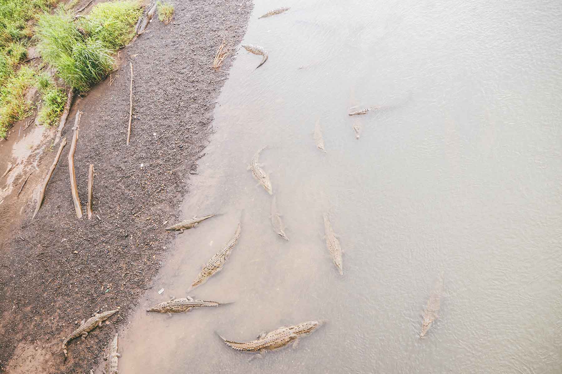 Krokodile Rio Tarcoles Costa Rica