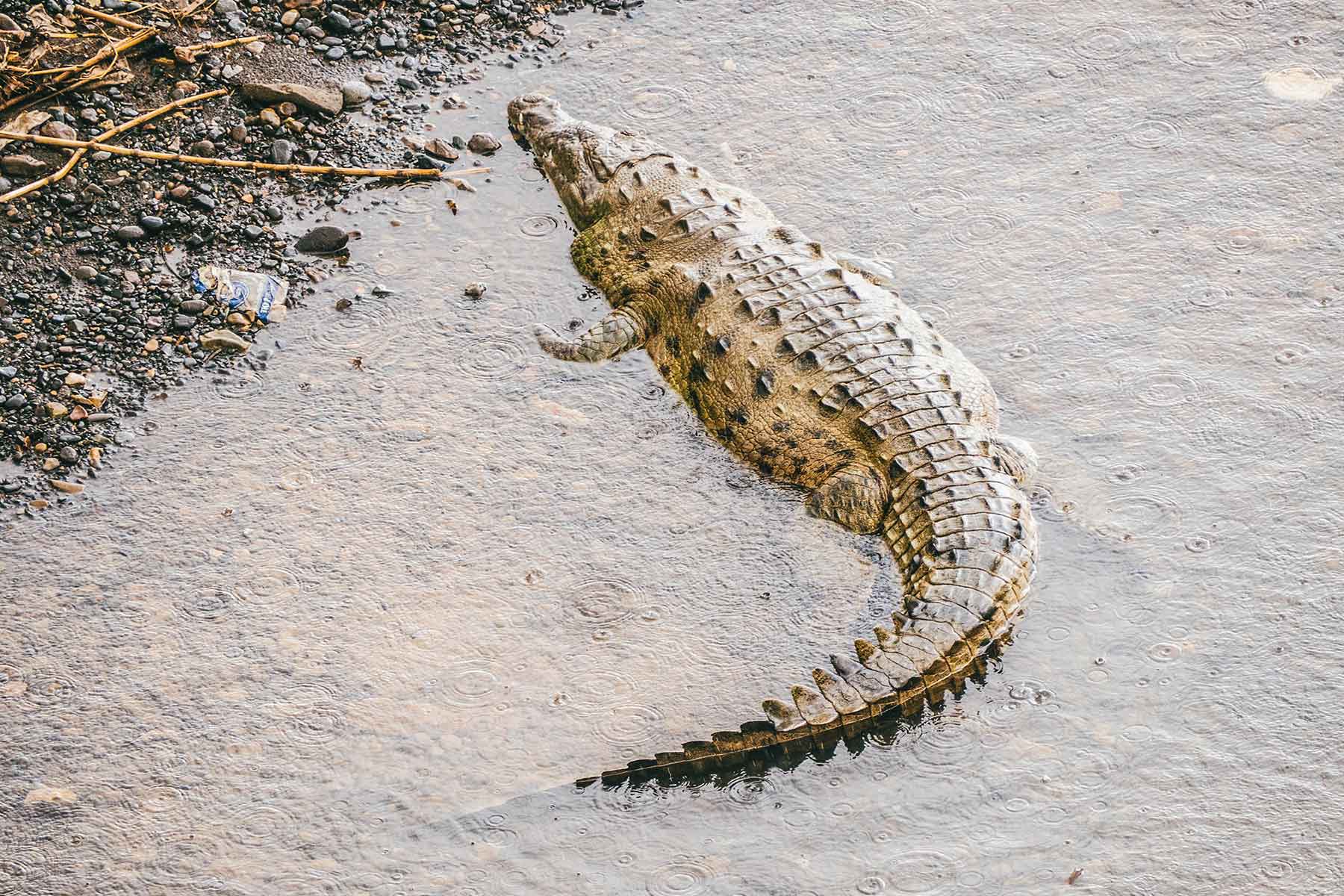 Krokodile Rio Tarcoles Costa Rica