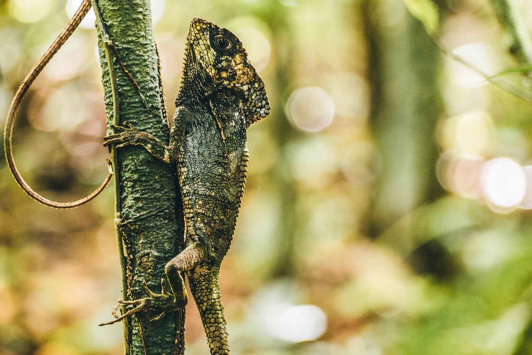 Nationalpark Manuel Antonio Costa Rica