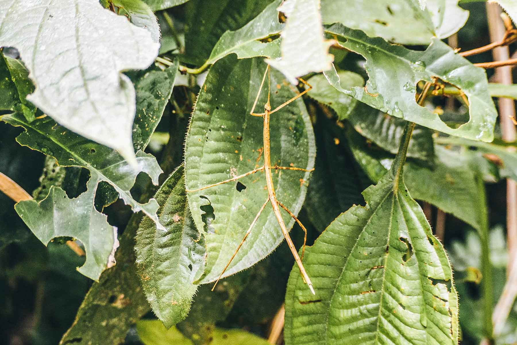 Nationalpark Manuel Antonio Costa Rica