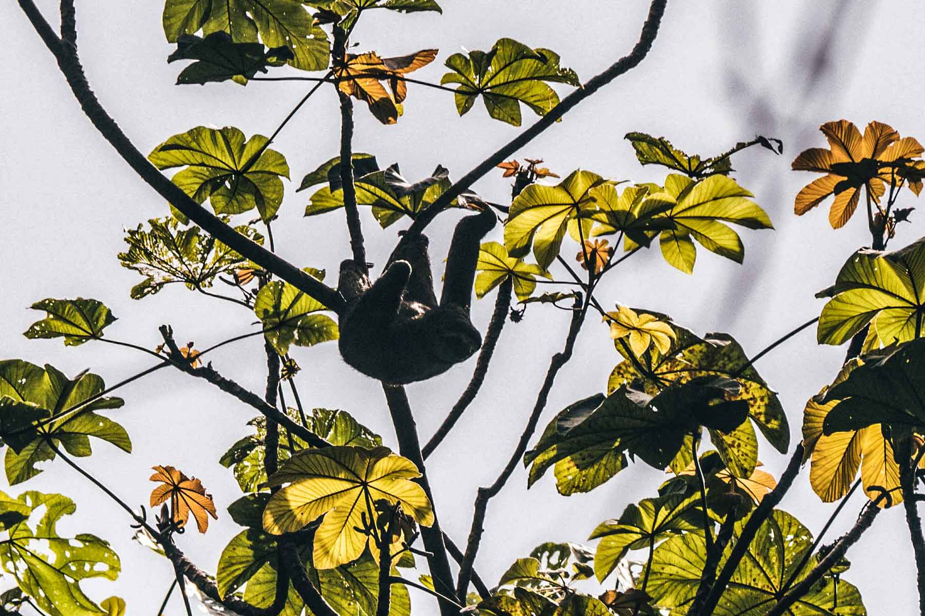 Nationalpark Manuel Antonio Costa Rica