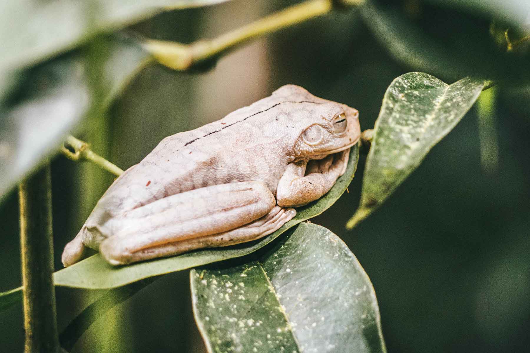 Nationalpark Manuel Antonio Costa Rica