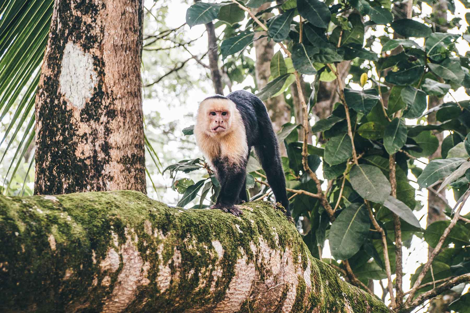 Nationalpark Manuel Antonio Costa Rica