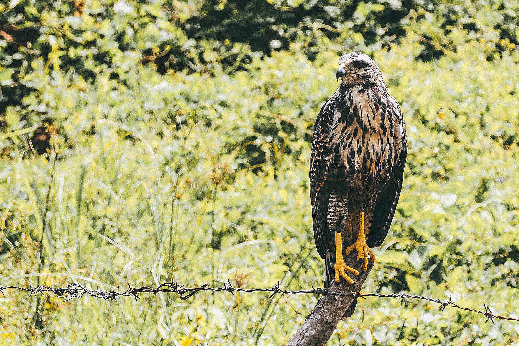 Corcovado Nationalpark Costa Rica