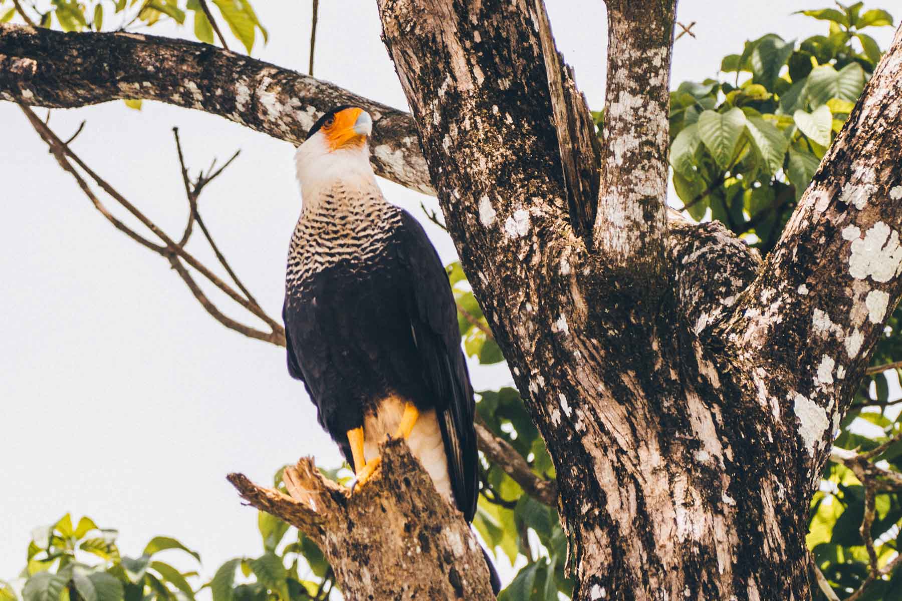 Corcovado Nationalpark Costa Rica