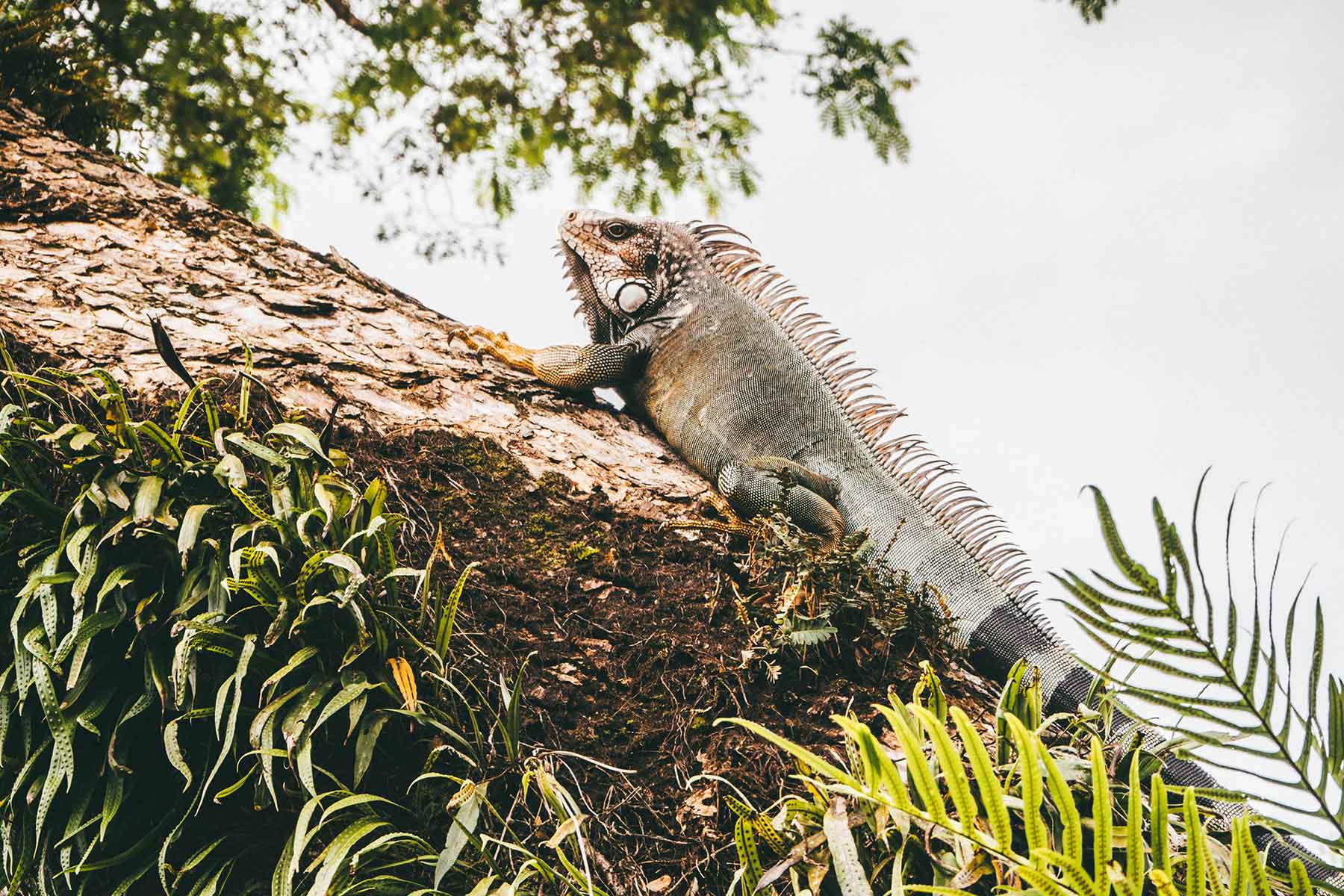 Puerto Jiménez Costa Rica
