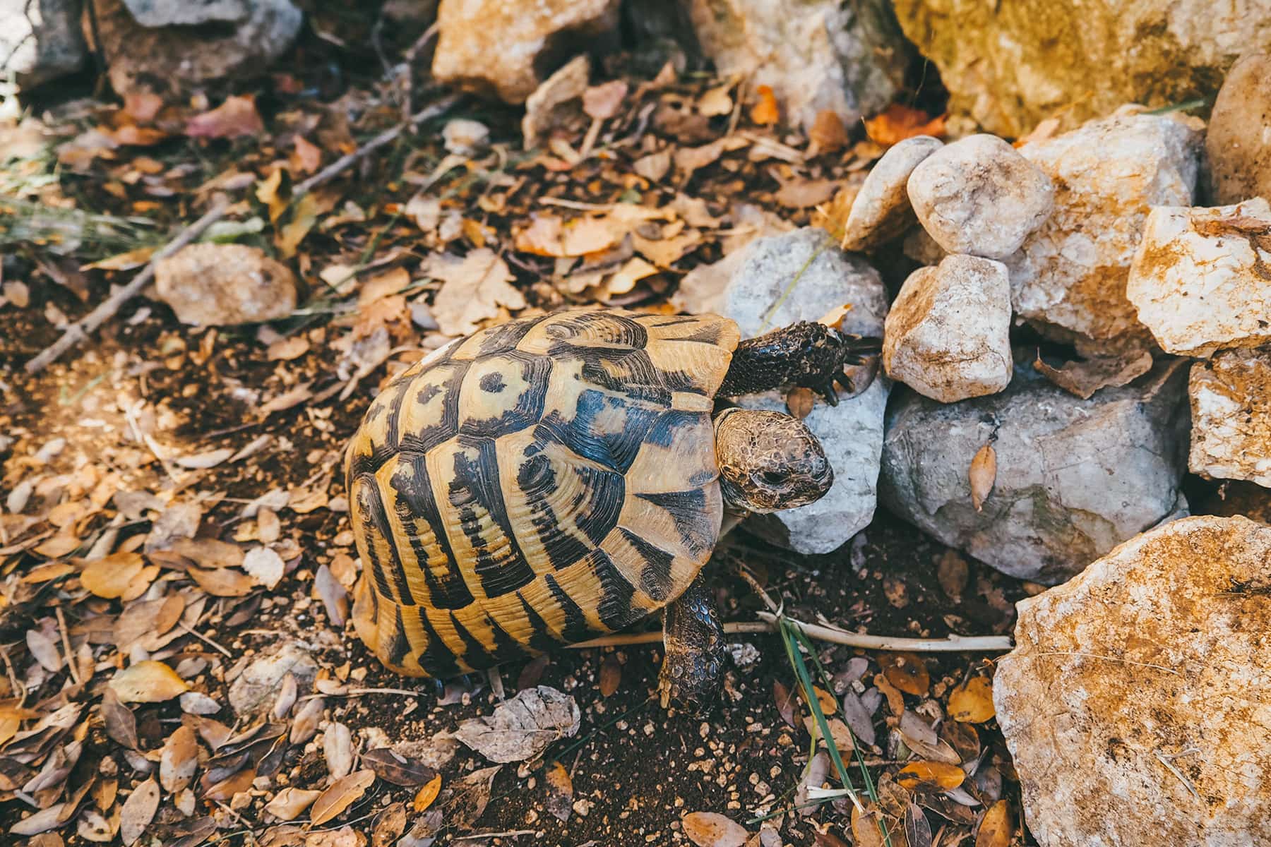 Schildkröten in Kroatien