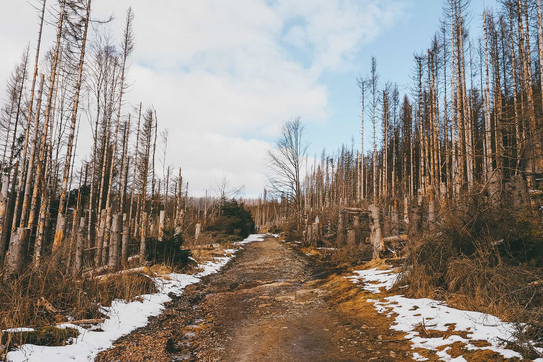 Waldsterben Harz