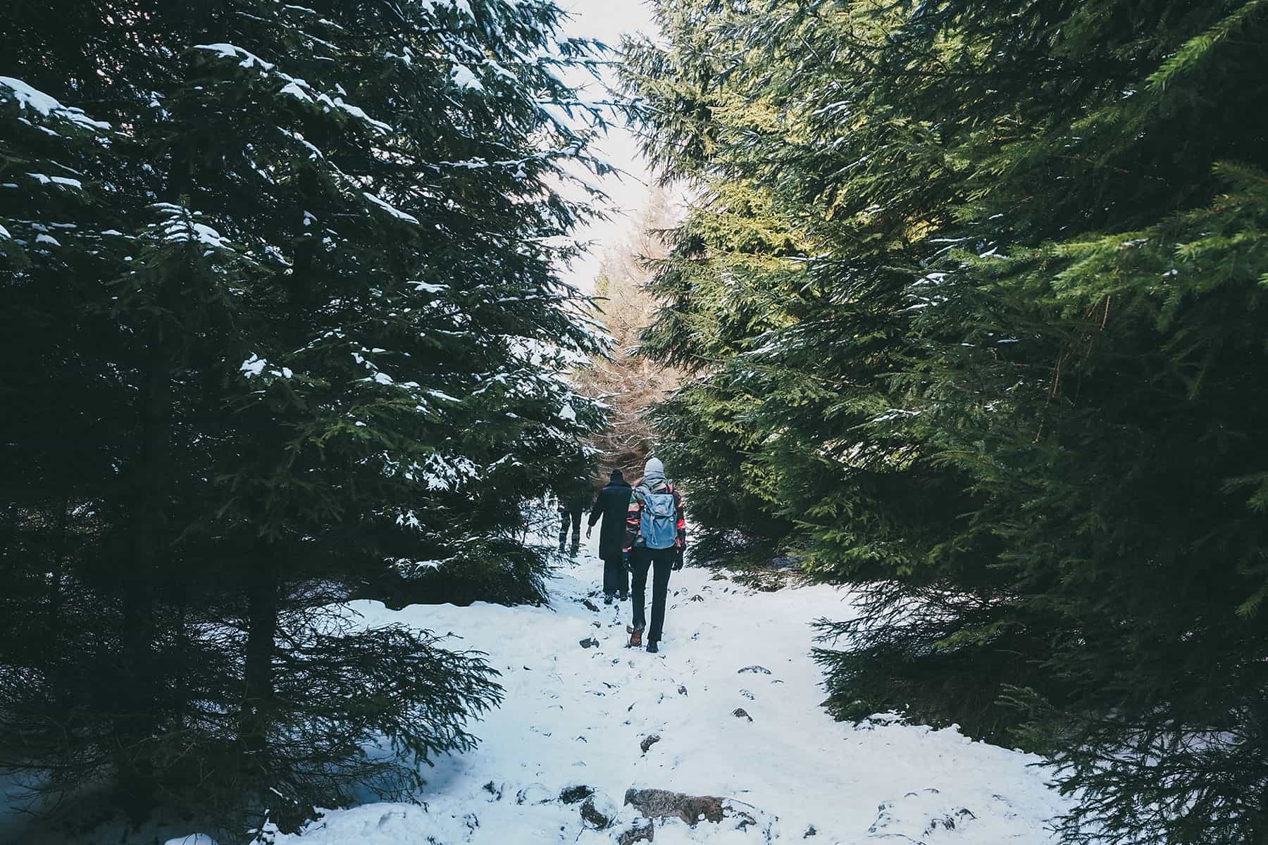 Waldspaziergang Harz