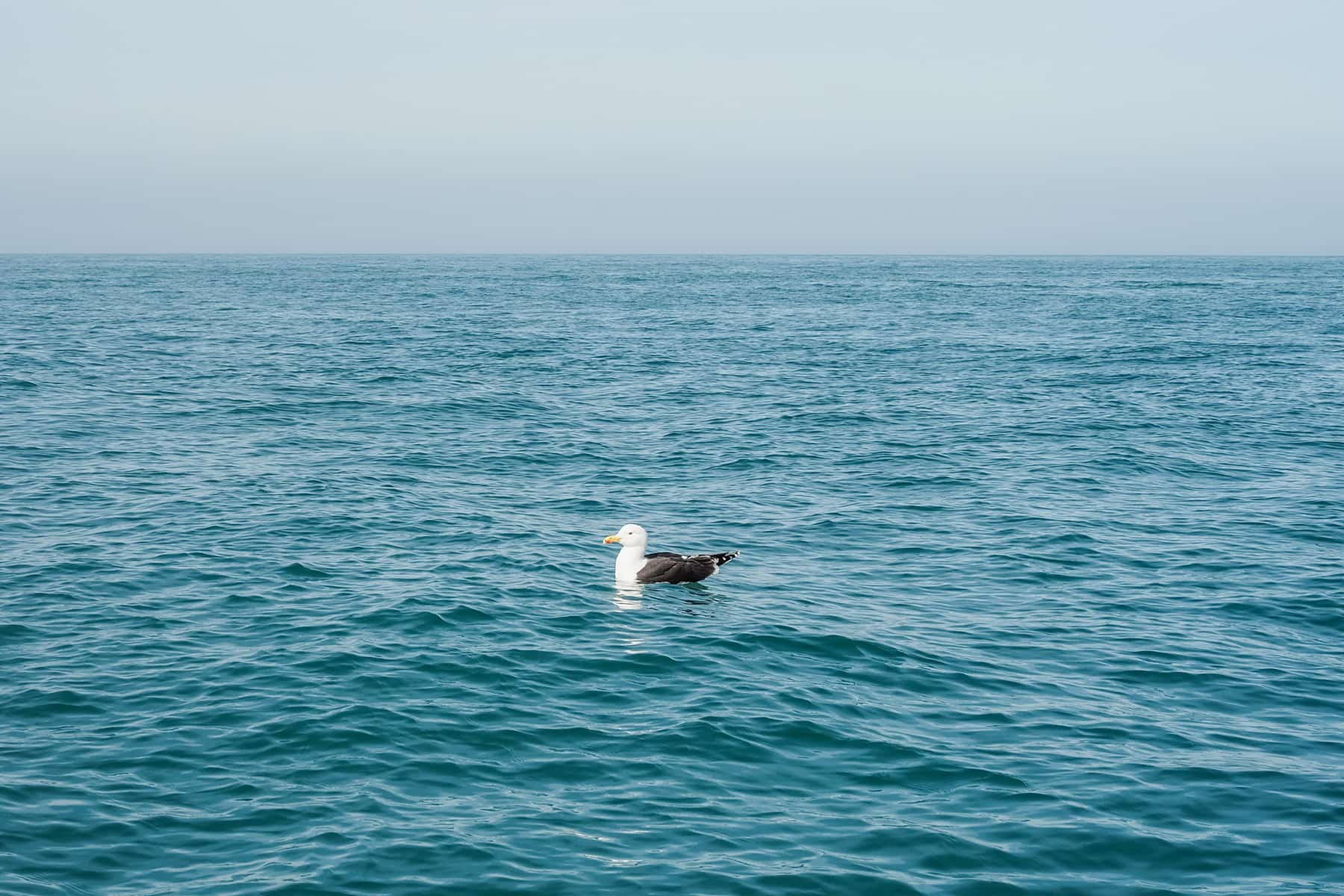 Bucht von Mont-Saint-Michel