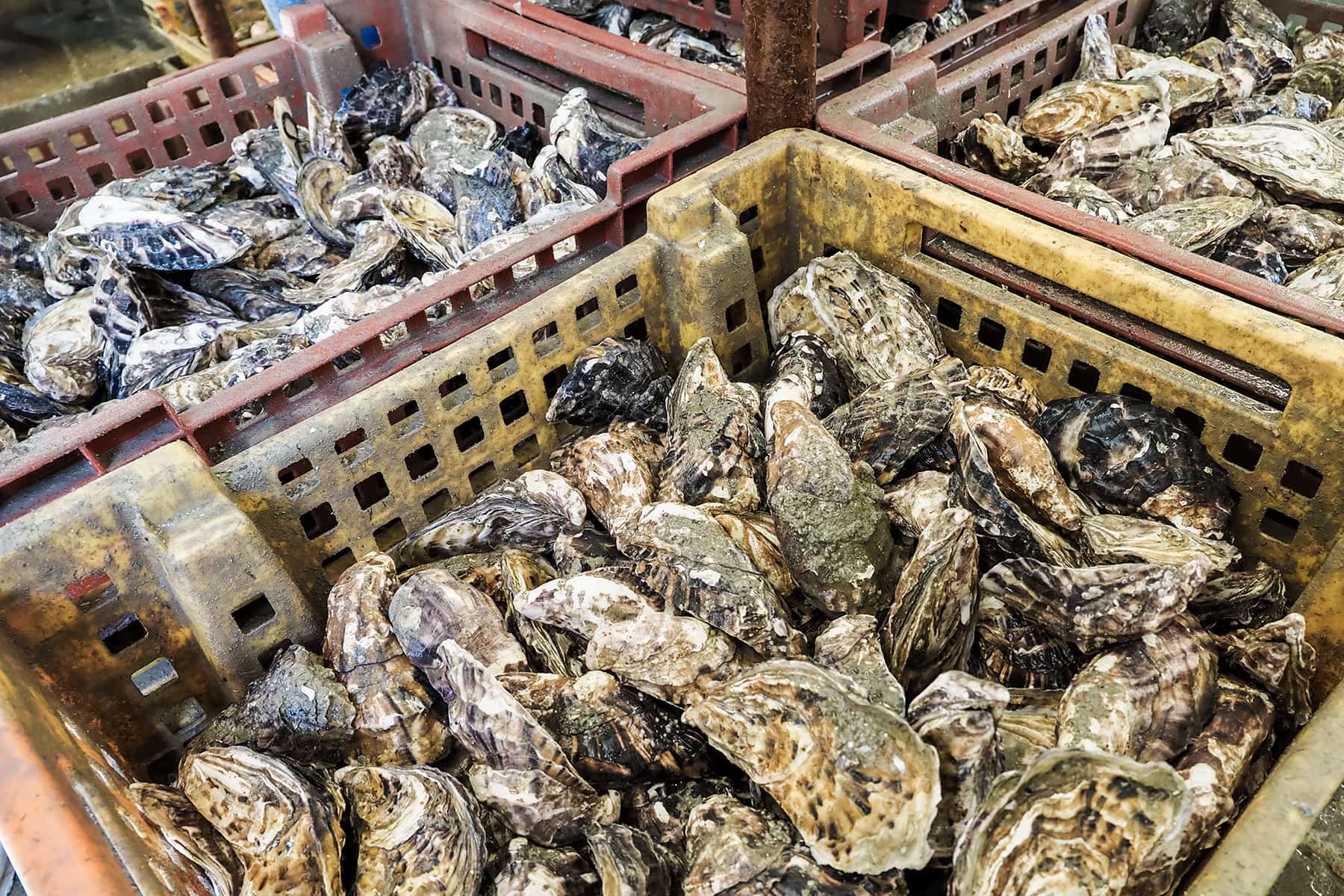 Austernfarm in Cancale in der Bretagne