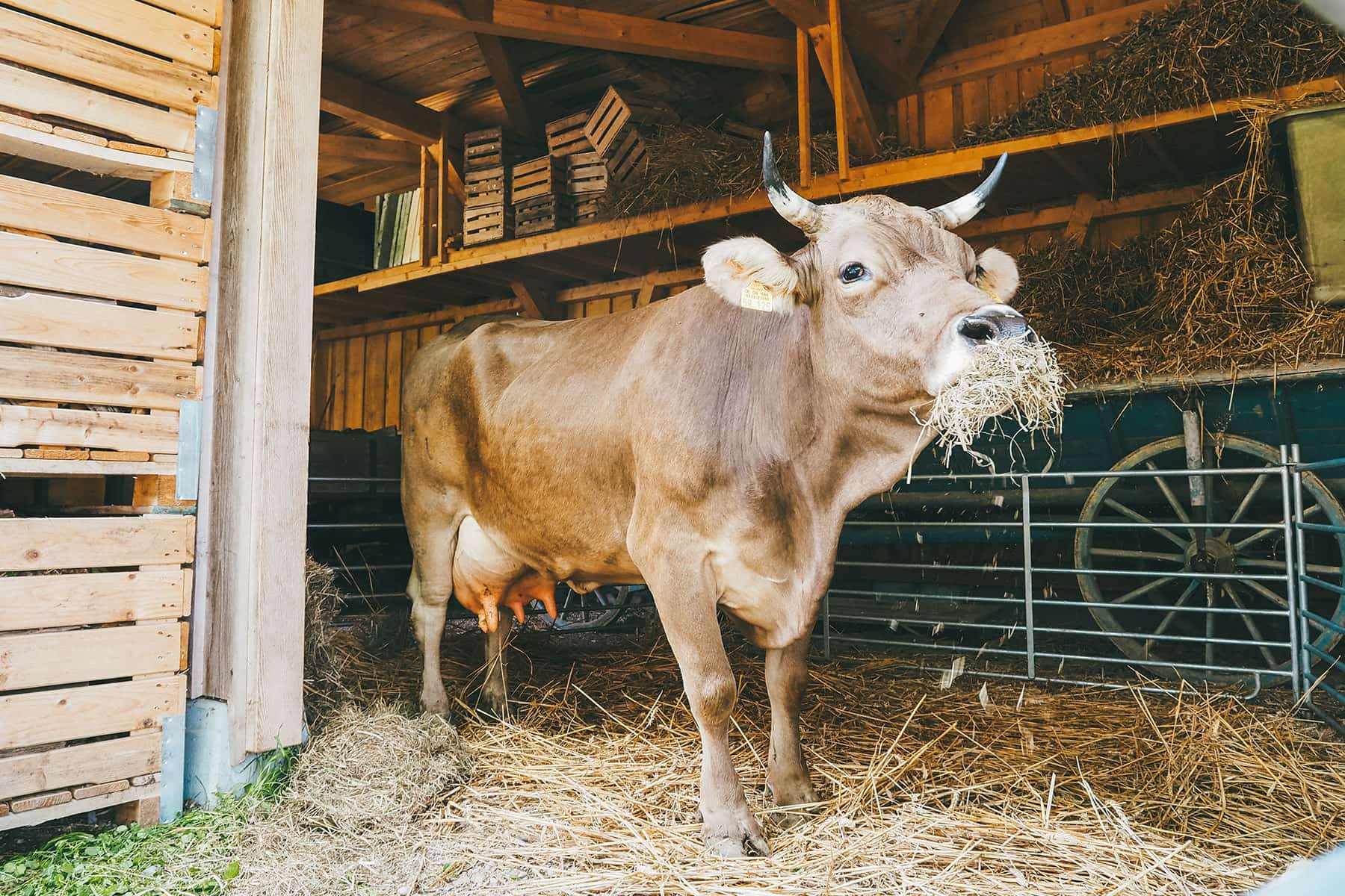 Bauernhaus Museum Wolfegg