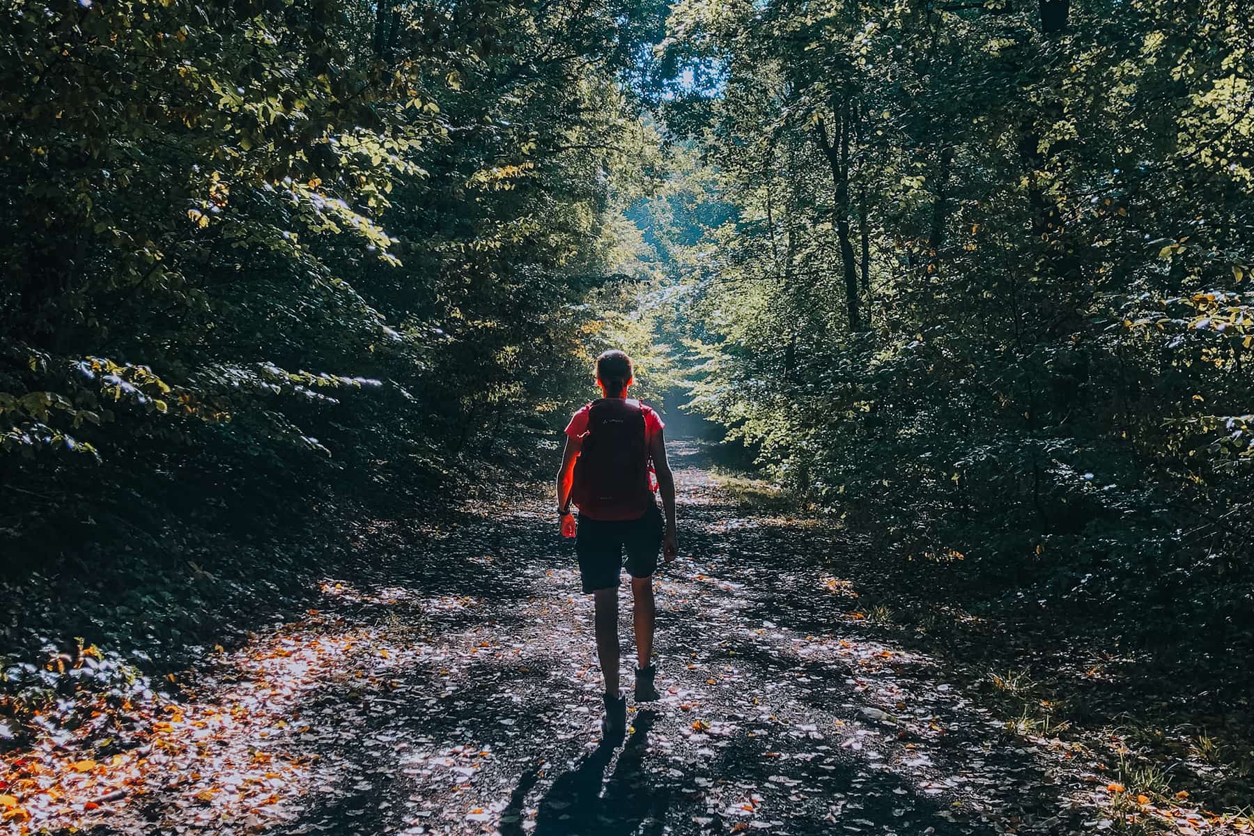 Durch spätsommerlichen Wald
