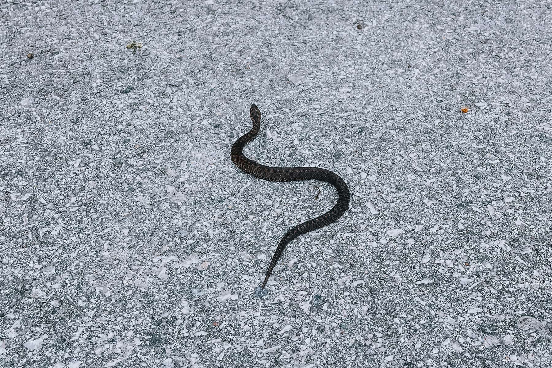 Karwendeltäler Achensee Schlange