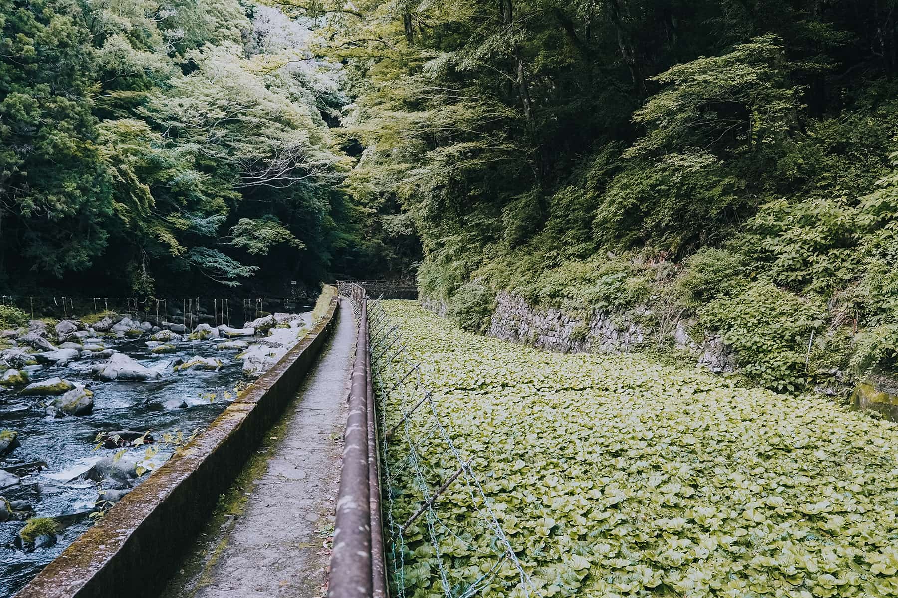 Toren Wasserfall Izu Japan mit Wasabiplantage