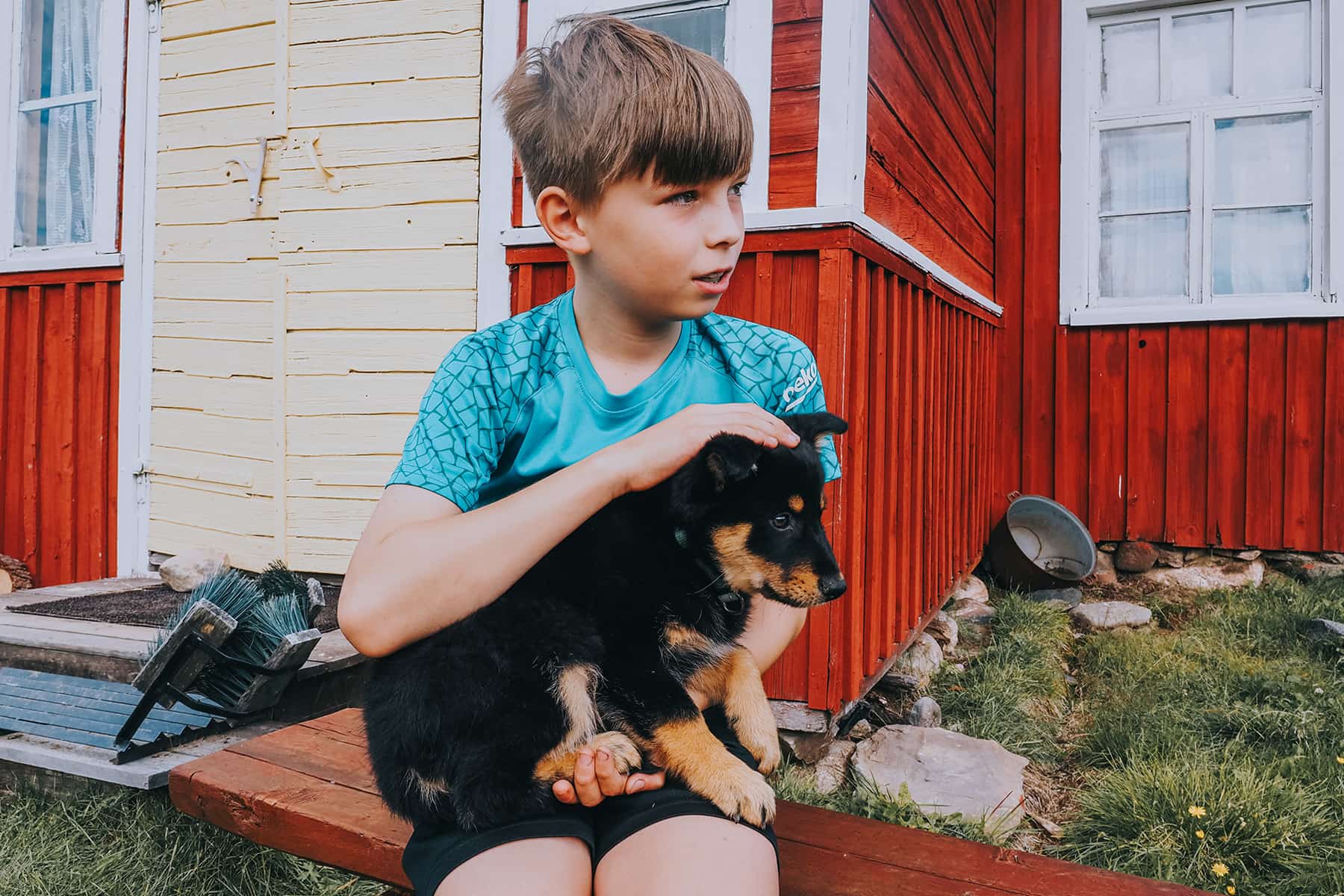 Hundewelpen in Finnland