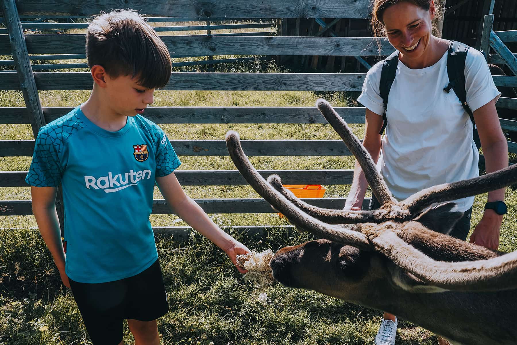 Rentiere in Finnland