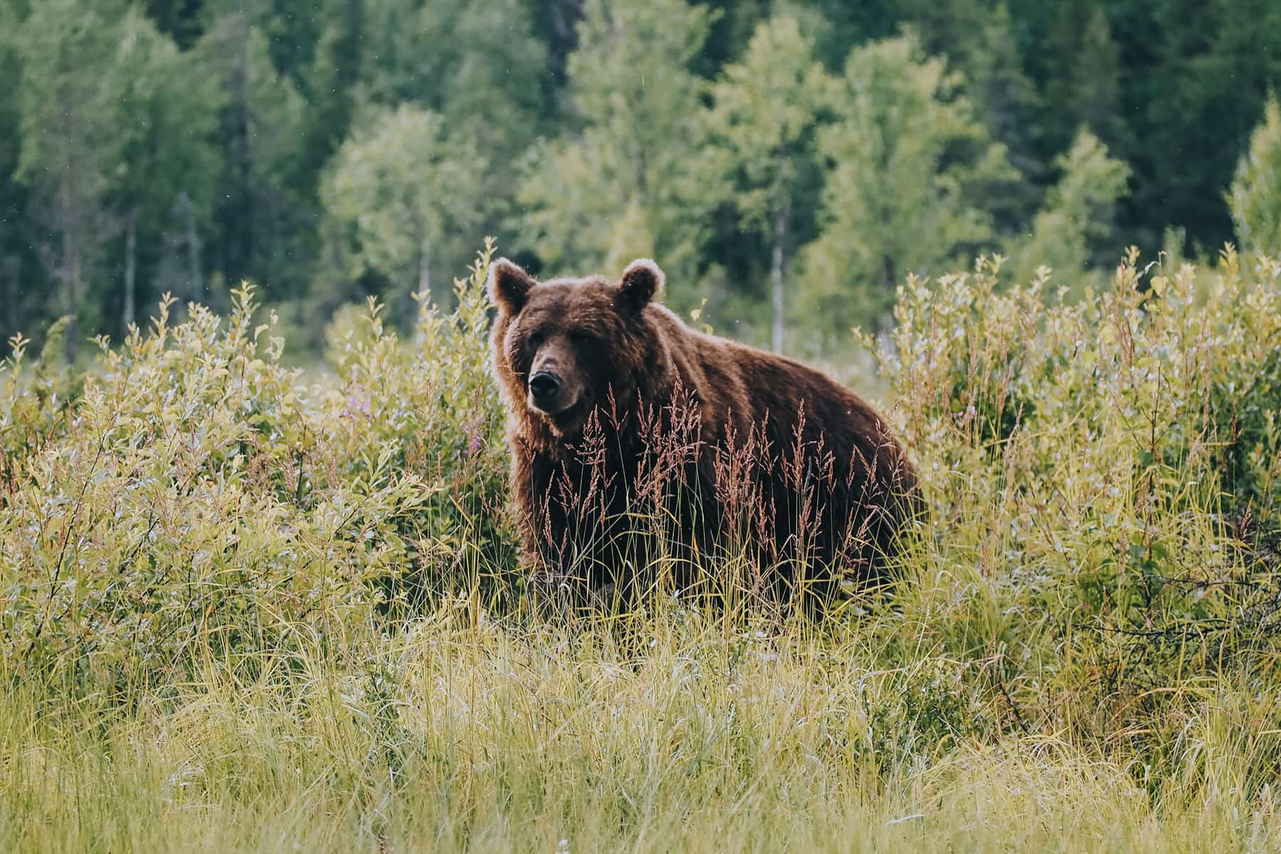 Bear Watching in Finnland
