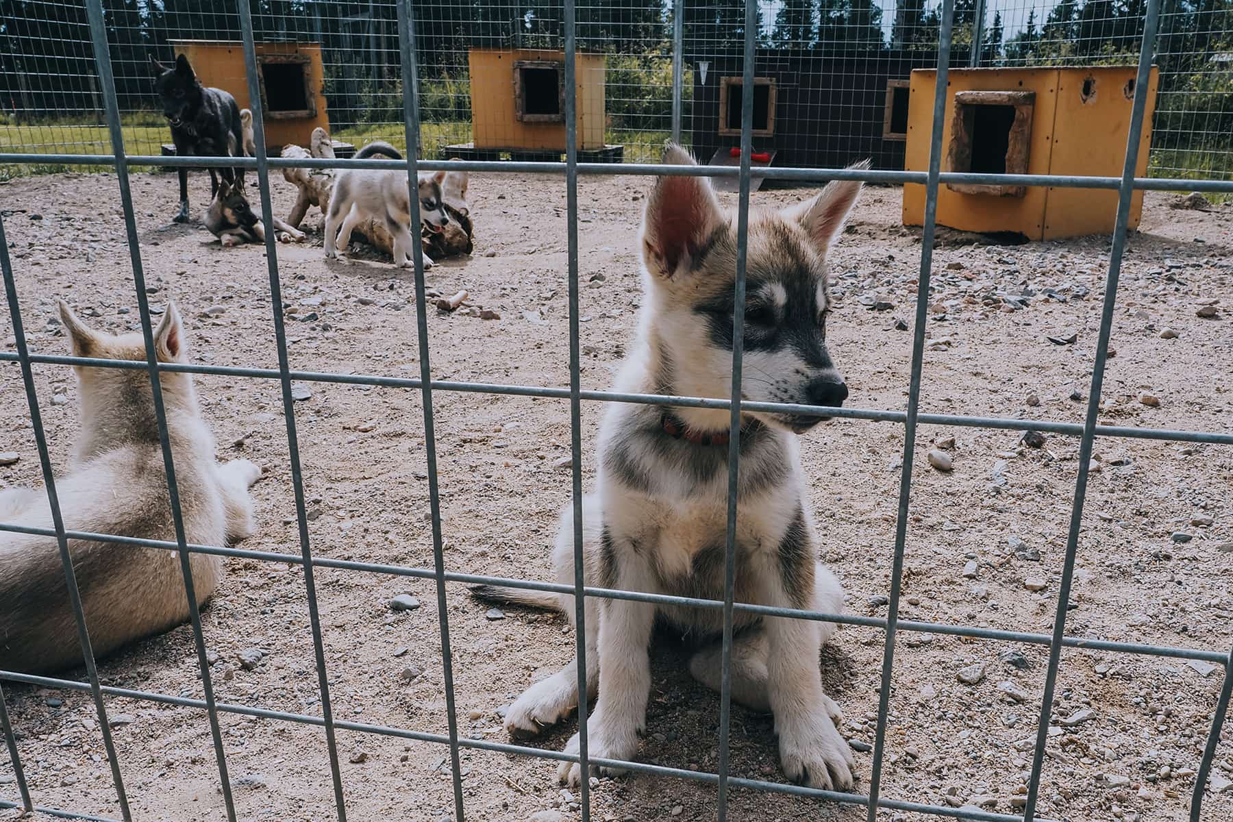 Husky Farm Finnland