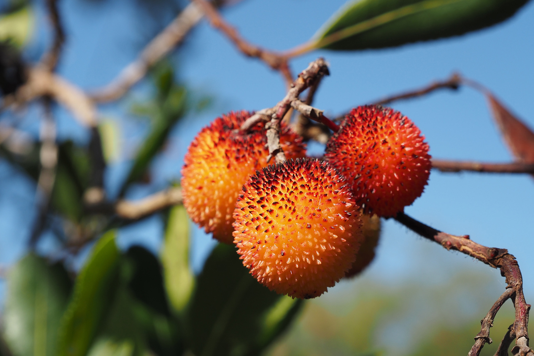 Naturreservat Prés salés d‘Arès et Lège-Cap Ferret