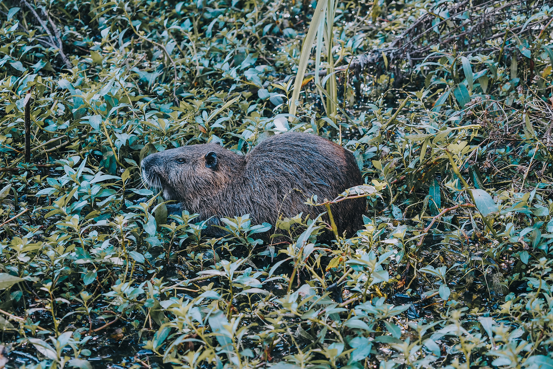 Naturreservat Marais d‘Orx in Labenne in Frankreich