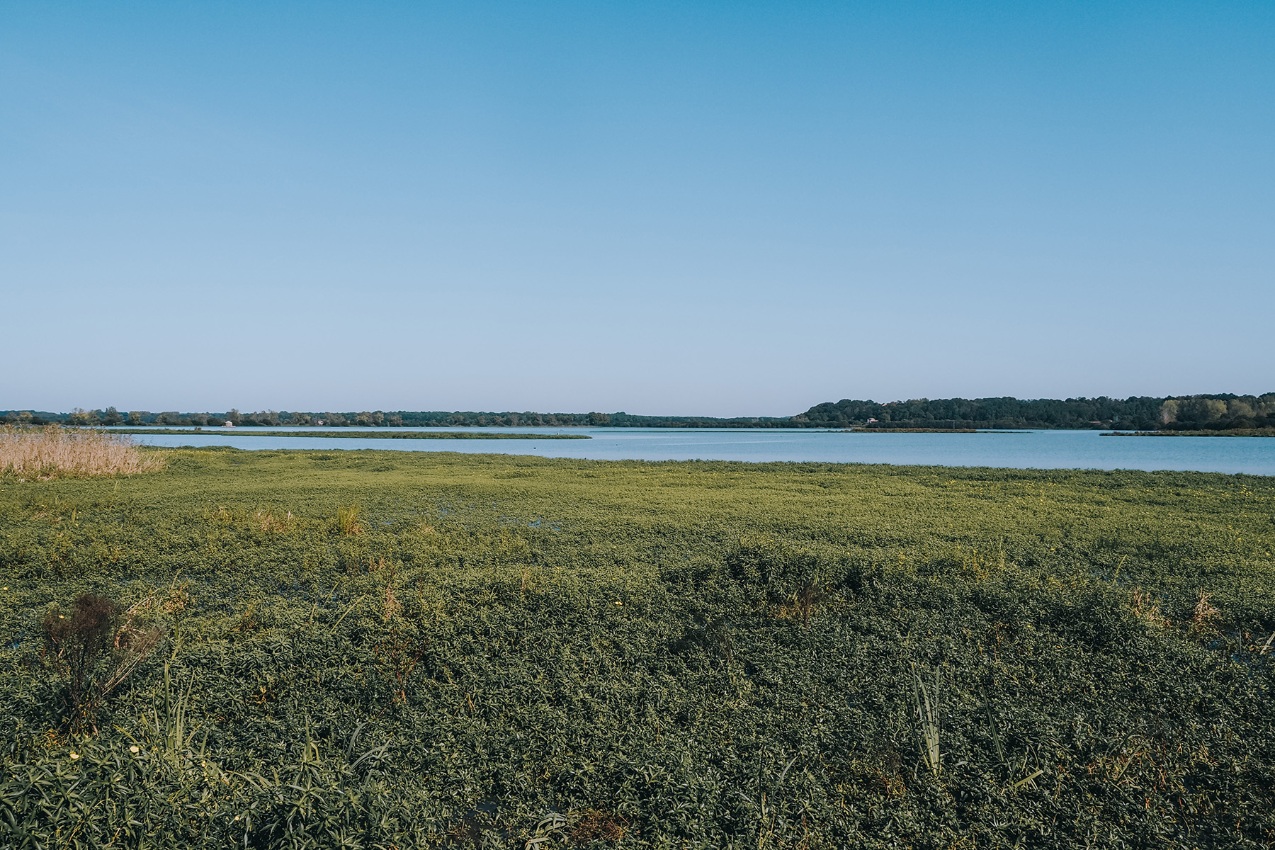 Naturreservat Marais d'Orx in Labenne in Frankreich