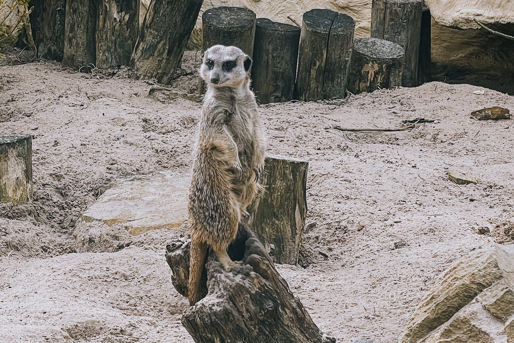 Zool in Lille in Frankreich