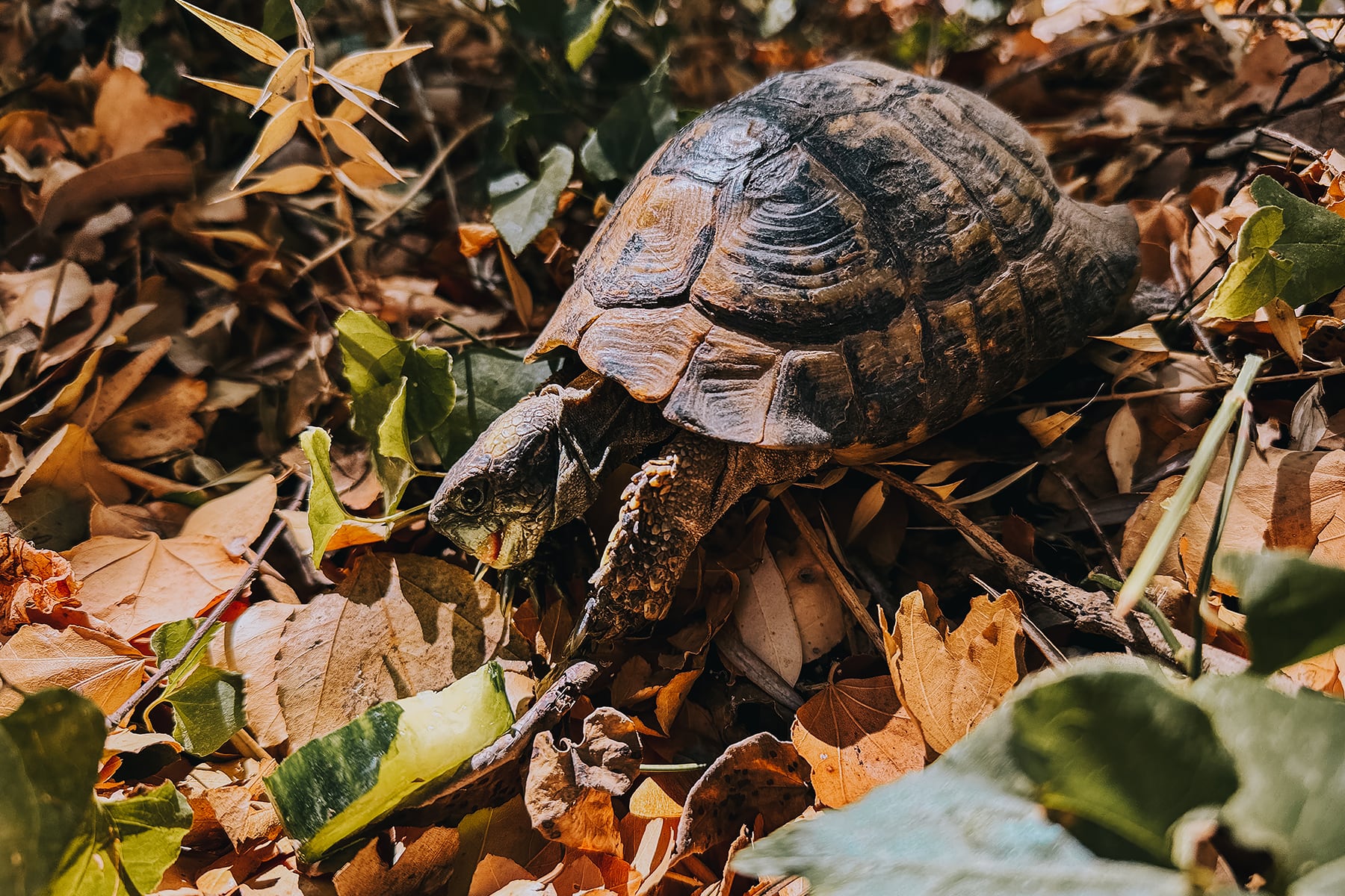 Schildkröte Peloponnes Griechenland