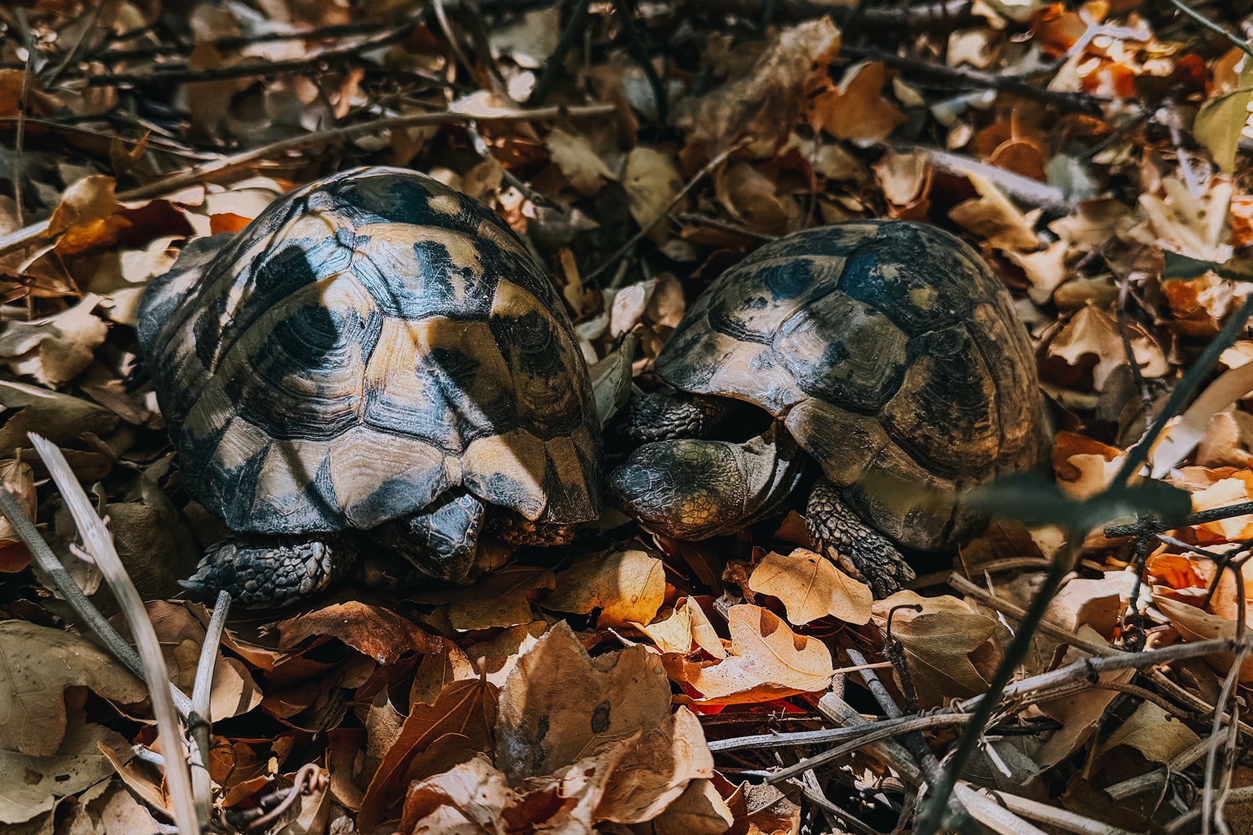 Schildkröten Peloponnes Griechenland