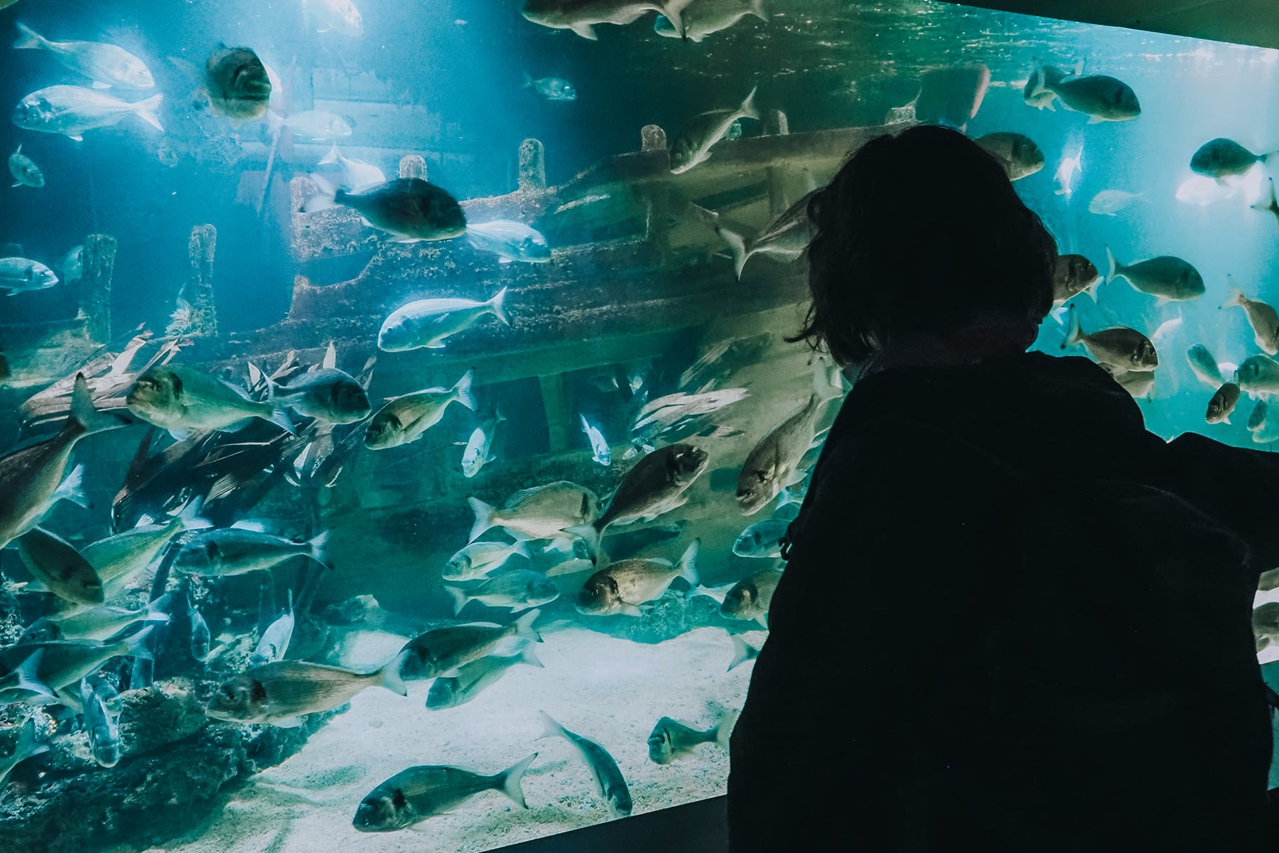 Aquarium de Vendée in Talmont-Saint-Hilaire in Frankreich