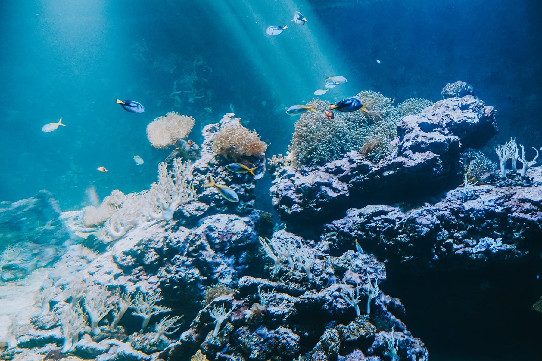 Aquarium de Vendée in Talmont-Saint-Hilaire