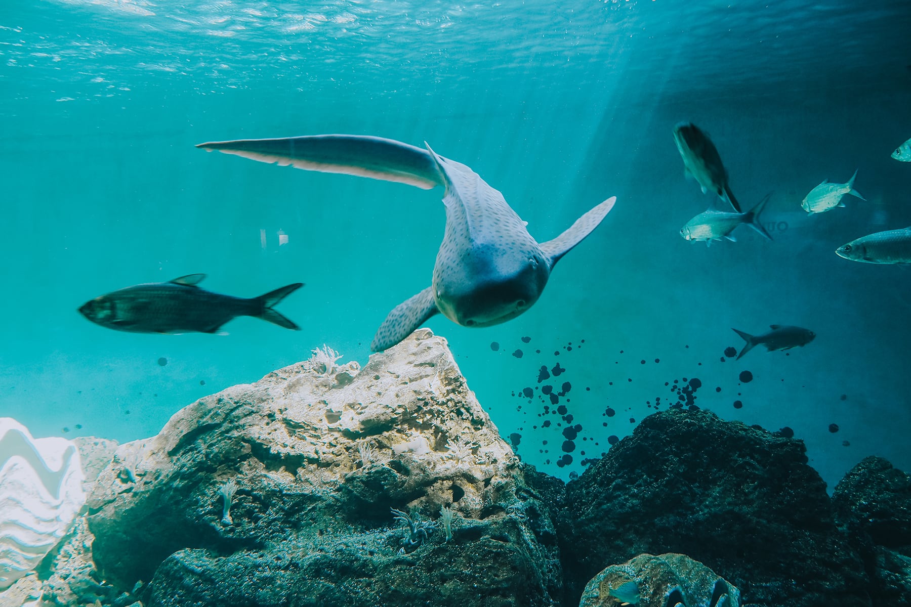 Aquarium de Vendée in Talmont-Saint-Hilaire