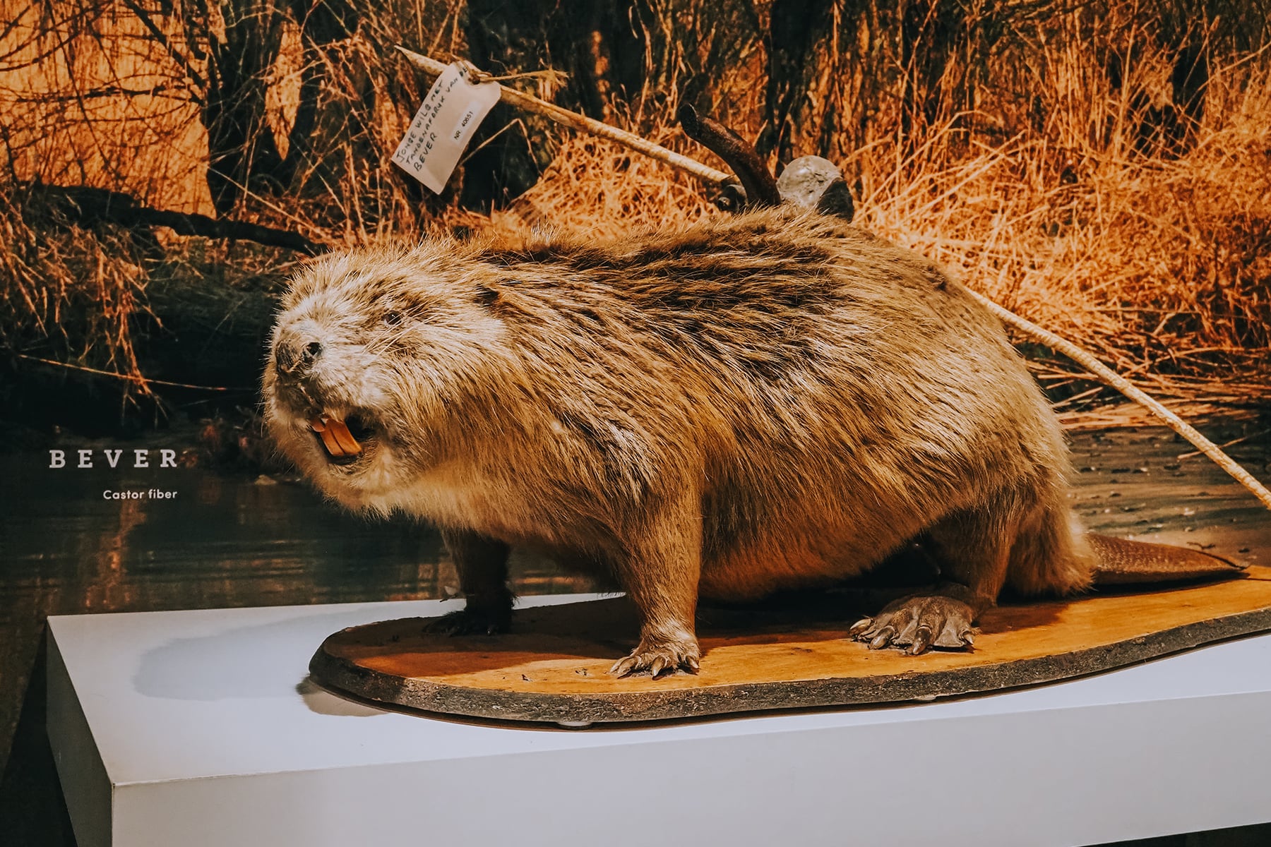 Nationalpark De Biesbosch Brabant Museum Eiland