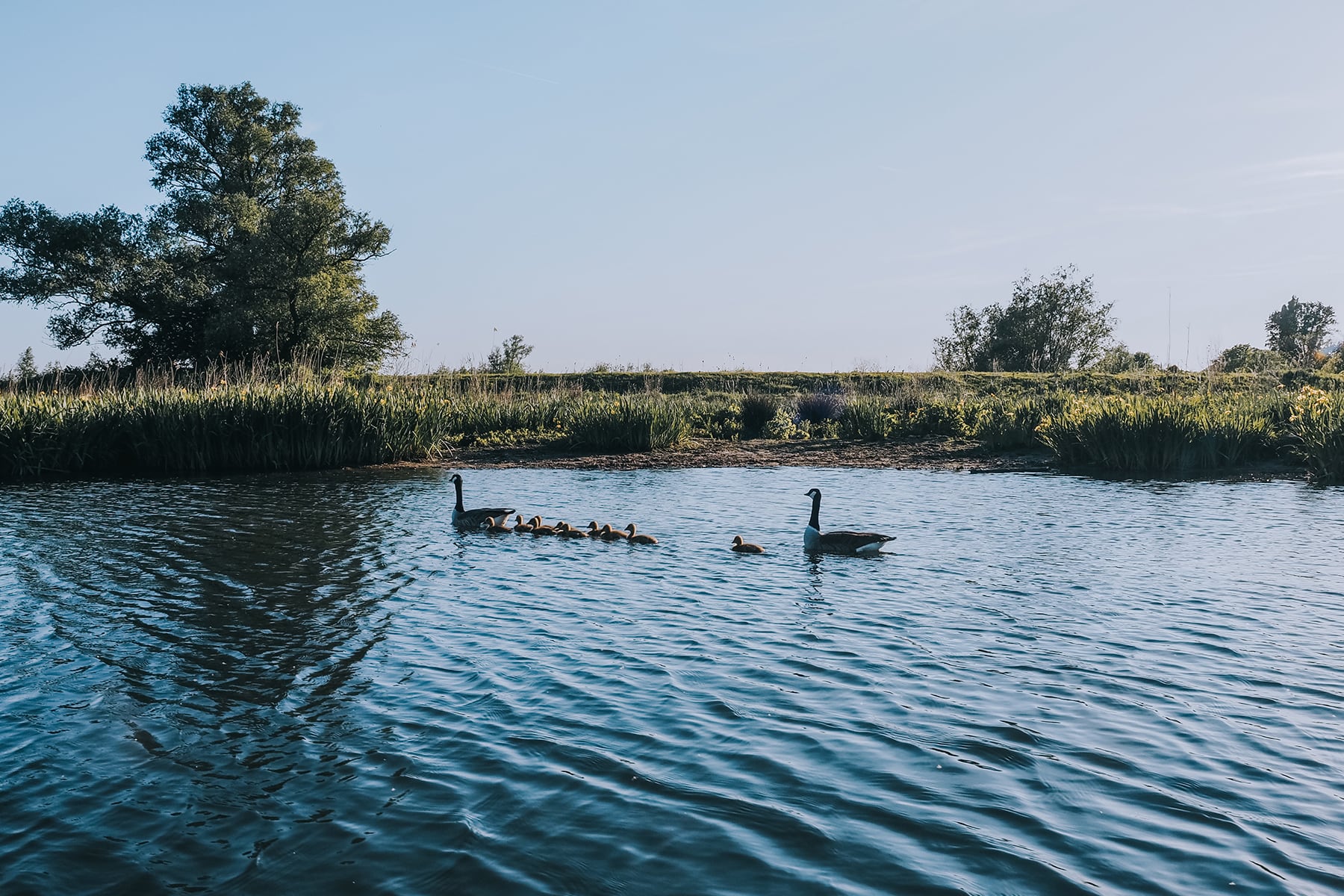 Nationalpark De Biesbosch Brabant Niederlande